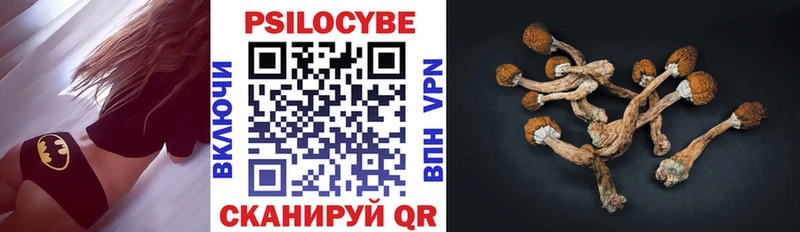 купить закладку  Сокол  Псилоцибиновые грибы мицелий 